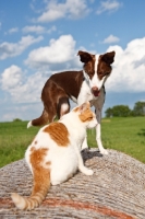 Picture of Border Collie looking at cat