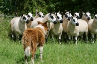 Picture of Border Collie looking at sheep
