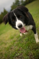 Picture of Border Collie looking at the camera while walking