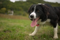 Picture of Border Collie looking at the camera while panting