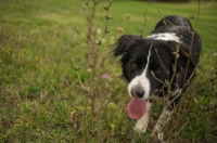 Picture of Border Collie looking towards the camera while standing in the tall grass