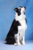 Picture of Border Collie looking up, on blue background