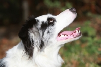 Picture of Border Collie looking up, profile