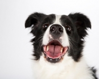 Picture of border collie looking up