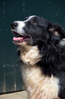 Picture of Border Collie looking up