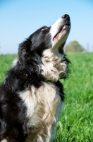 Picture of Border Collie looking up