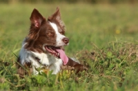 Picture of Border Collie lying down in grass