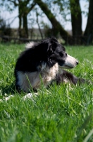 Picture of Border Collie lying down, looking away