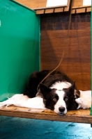 Picture of Border Collie lying down on Bench at Crufts