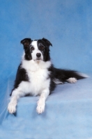 Picture of Border Collie lying down on blue background