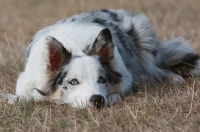 Picture of Border Collie lying down on dry grass