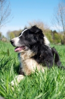 Picture of Border Collie lying down on green grass