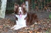 Picture of Border Collie lying down on leaves