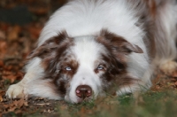 Picture of Border Collie lying down