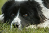 Picture of Border Collie lying down