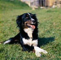 Picture of border collie lying on grass