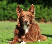 Picture of Border Collie lying on grass