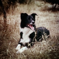 Picture of border collie lying on the ground
