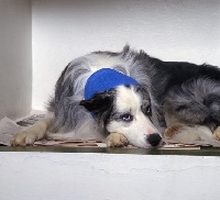 Picture of border collie lying with bandaged head at vet's surgery