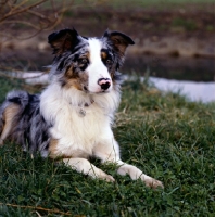 Picture of border collie, merle, lying on grass