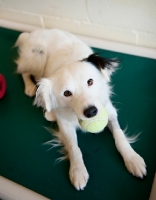 Picture of border collie mix with tennis ball in mouth