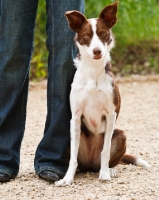 Picture of Border Collie near owner