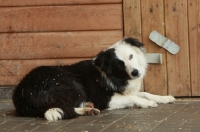 Picture of Border Collie near shed