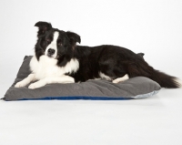Picture of border collie on bed