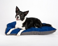 Picture of border collie on bed