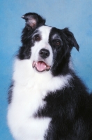Picture of Border Collie on blue background