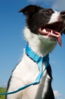 Picture of Border Collie on blue lead
