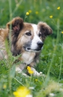 Picture of Border Collie on grass