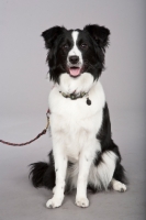 Picture of Border Collie on lead in studio