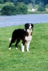 Picture of border collie on 'one man and his dog', tv show, lake district