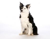 Picture of border collie on white background