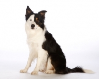 Picture of border collie on white background