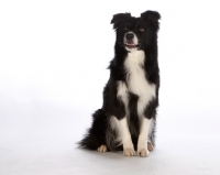 Picture of border collie on white background