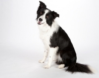 Picture of border collie on white background