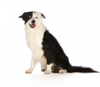 Picture of border collie on white background