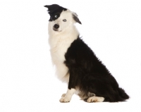 Picture of border collie on white background, sitting down