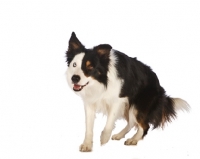 Picture of border collie on white background, walking