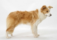 Picture of Border Collie on white background