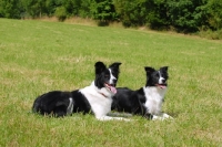 Picture of border collie pair lying down