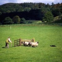 Picture of border collie penning at sheepdog trials on 'one man and his dog' , lake district