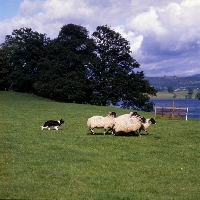 Picture of border collie penning sheep on 'one man and his dog' , lake district