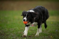 Picture of Border Collie playing retrieving ball