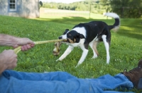 Picture of Border Collie playing tug