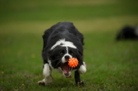 Picture of Border Collie playing with a ball, mouth open to catch it