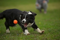 Picture of Border Collie playing with a ball, mouth open to catch it, owner in the background