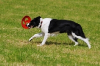 Picture of border collie playing with a frisbee